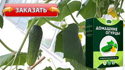 Домашняя мини ферма огурцы купить