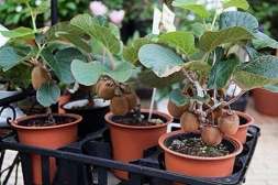Дает урожай до 16 кг с каждого дерева Agronova.