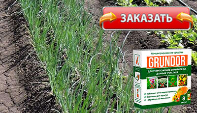 Грундор купить в аптеке.